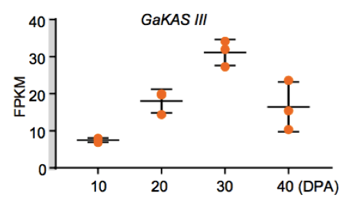 圖9 GaKASIII基因在棉花胚珠發(fā)育過(guò)程中的表達(dá)