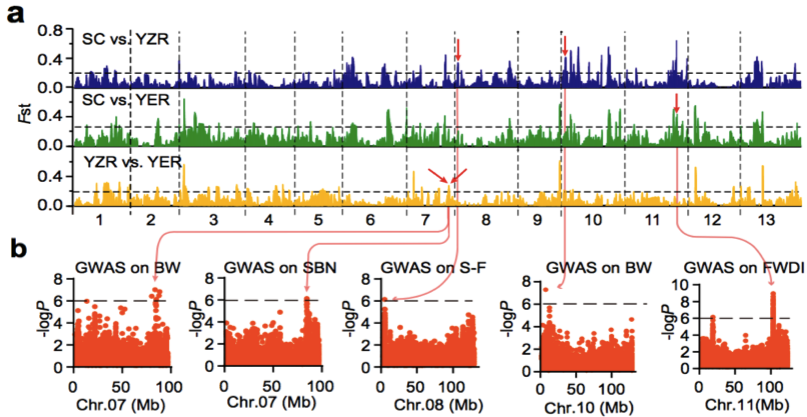 圖7 a. 亞洲棉SC，YZR和YER的選擇性清除分析；b. 全基因組關(guān)聯(lián)分析