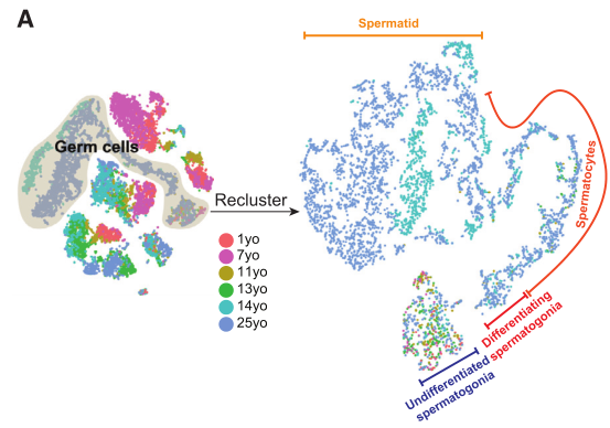 人睪丸生殖細(xì)胞亞群及分化軌跡鑒定