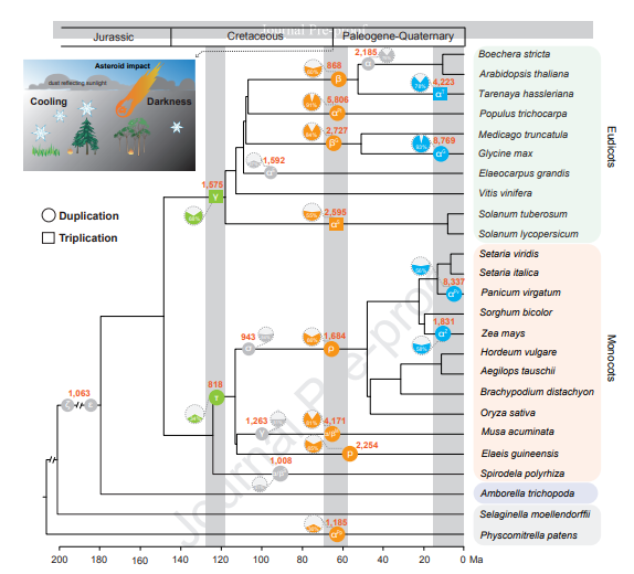 陸地植物基因組復制歷史