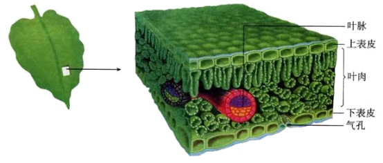 葉片結(jié)構(gòu)示意圖