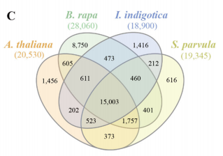 板藍根基因家族聚類