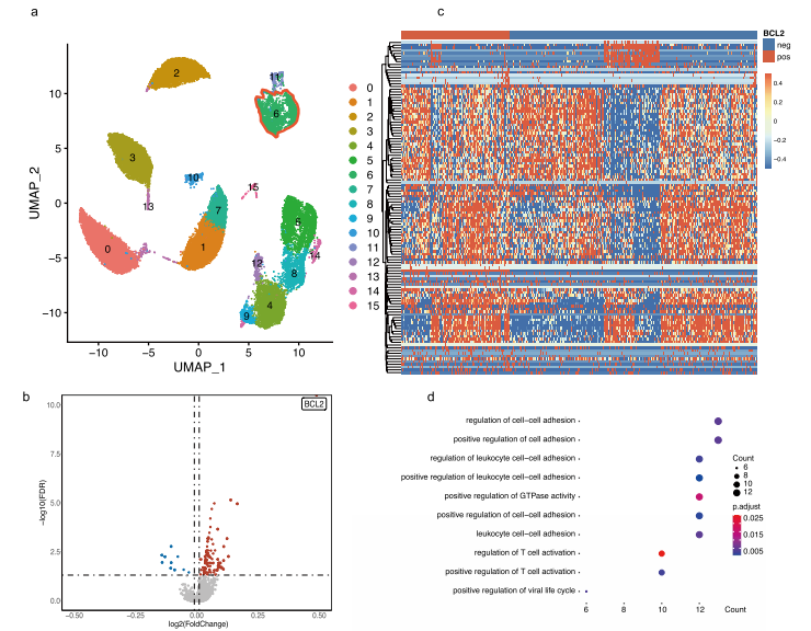 CD4+ T細(xì)胞中的BCL-2表達(dá)與T細(xì)胞活化、增殖相關(guān)