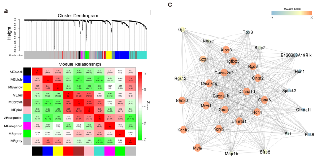 圖8?利用WGCNA分析小鼠竇房結(jié)細(xì)胞基因共表達(dá)調(diào)控網(wǎng)絡(luò)[14]