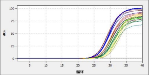 目的基因的擴增曲線