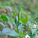 項(xiàng)目文章 | 突破性成果！辣椒基因組調(diào)控元件圖譜被系統(tǒng)繪制