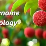 廣東省農(nóng)科院聯(lián)合華南農(nóng)大、中國(guó)熱帶農(nóng)科院在荔枝資源群體遺傳和果實(shí)性狀形成方面取得重要進(jìn)展