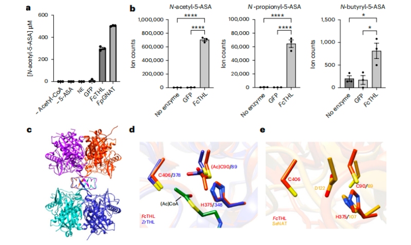 圖3?5-ASA在體外的乙?；钚缘淖C實