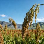 《Cell》：揭示缺磷環(huán)境促進(jìn)作物SL外排的生理現(xiàn)象，并解析其分子機(jī)制