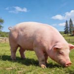 《Science Bulletin》印遇龍?jiān)菏繄F(tuán)隊(duì)最新研究成果：史氏甲烷短桿菌通過(guò)抑制肝臟酮體代謝，導(dǎo)致出生后生長(zhǎng)遲緩