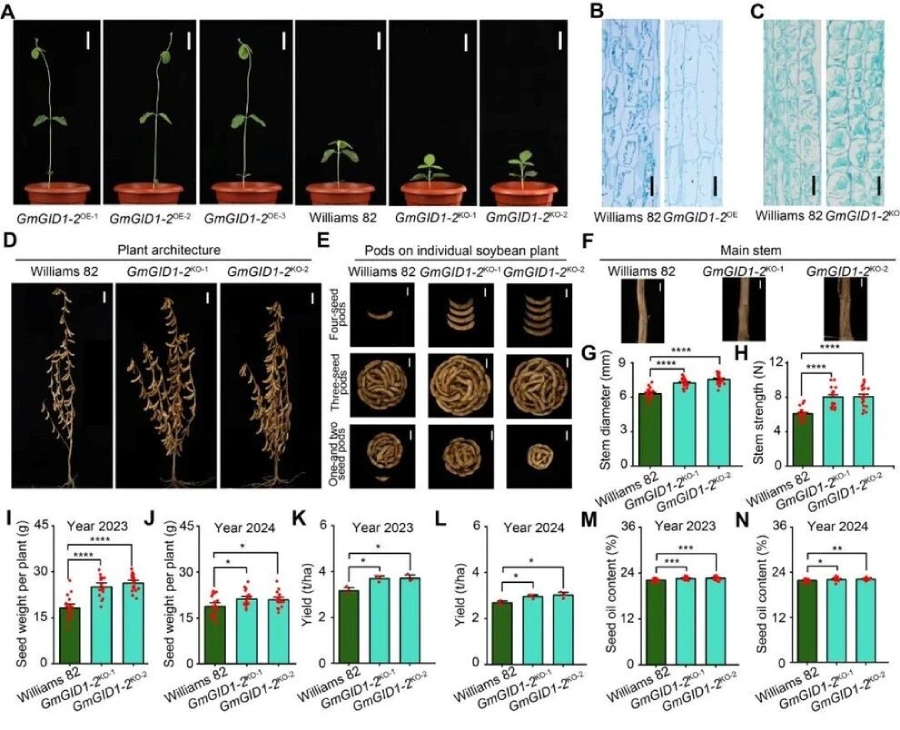 圖1 敲除GmGID1-2改良大豆株型并提高產(chǎn)量和種子含油量
