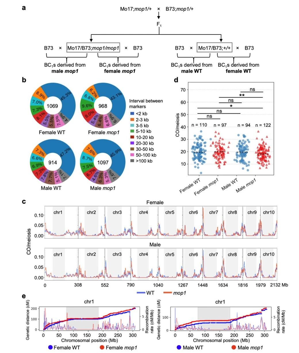 圖1?雄性mop1突變體與雌性mop1突變體相比，交叉（CO）數(shù)量減少。