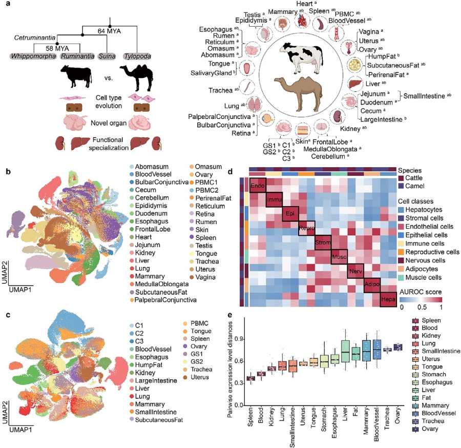 圖1. 細胞圖譜構(gòu)建