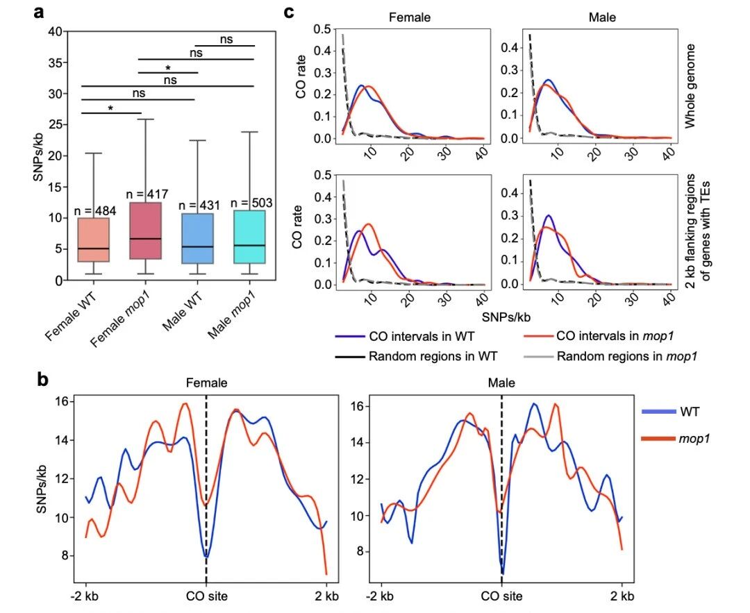 圖3?mop1基因，尤其在雌性個體中，傾向于在遺傳多樣性較高的區(qū)域引入新的交叉（CO）位點。
