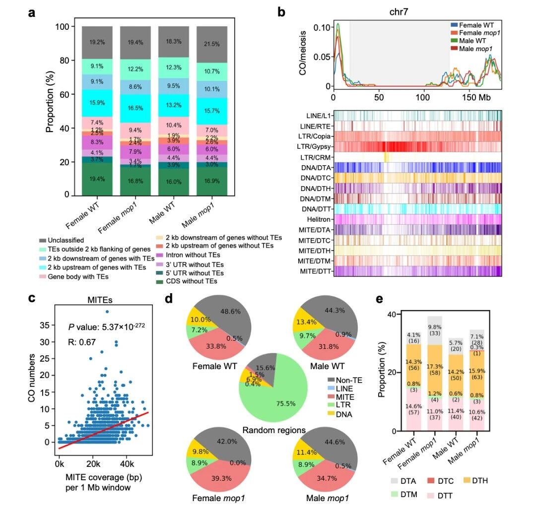 圖4 交叉變異（COs）與微RNA元件（MITEs）相關(guān)聯(lián)，在mop1突變體中觀察到更高的富集程度