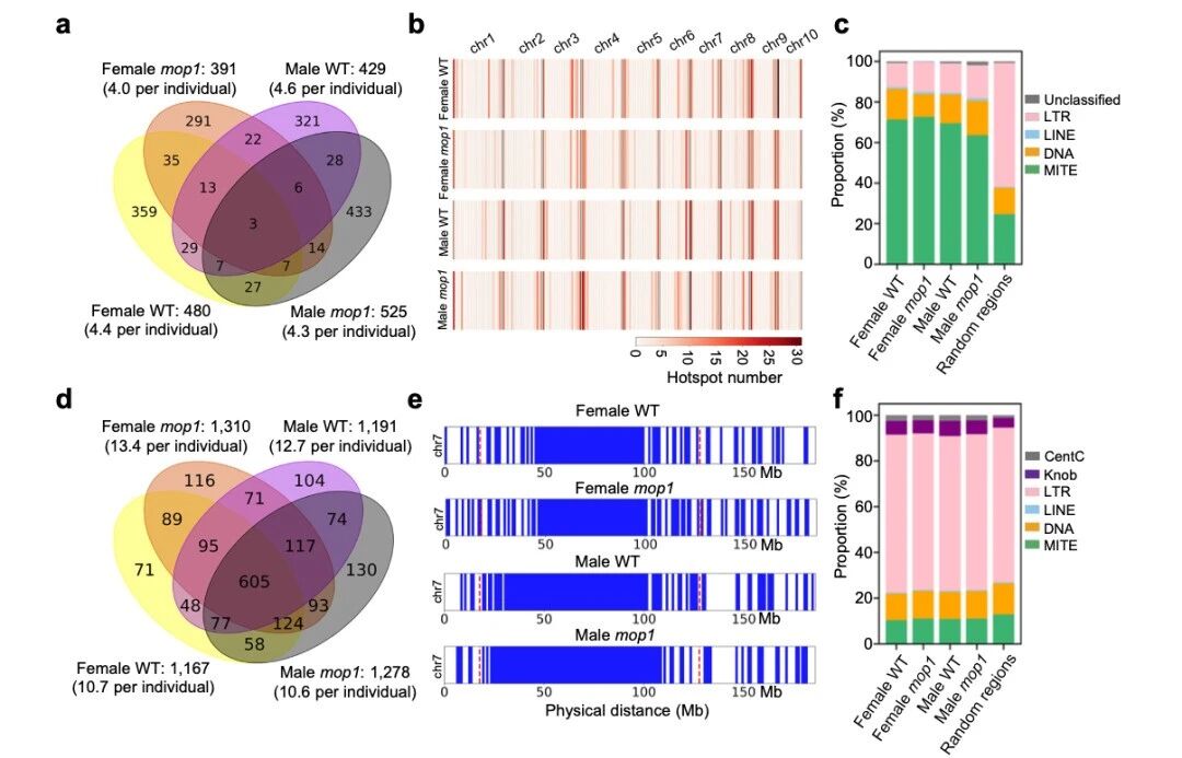 圖5 交叉位點（CO）在MITE序列附近富集，而冷點則與LTR逆轉(zhuǎn)座子相關(guān)聯(lián)