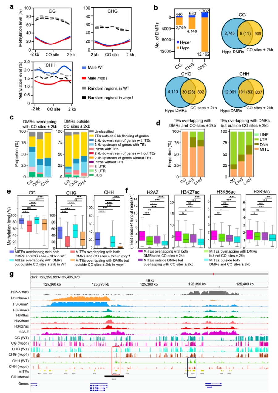圖6 mop1可能通過局部降低具有開放染色質(zhì)標記的MITE序列上的DNA甲基化水平 引入新的交叉（CO）位點