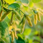 《JIPB》封面文章：南京農(nóng)業(yè)大學(xué)發(fā)現(xiàn)改良大豆株型且提高產(chǎn)量和根瘤固氮能力的“一因多效”基因