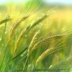 單細(xì)胞與空間轉(zhuǎn)錄組整合分析，揭示大麥從分生組織及器官起始細(xì)胞命運(yùn)決定到特定花器官起始過程中的關(guān)鍵轉(zhuǎn)錄事件與時(shí)空軌跡