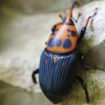 福建農(nóng)林大學(xué)揭示寄主昆蟲揮發(fā)物“反向塑造”寄生線蟲覓食行為的新機制研究丨《PNAS》封面文章