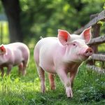 湖南農(nóng)業(yè)大學團隊揭示益生菌-代謝物-免疫軸抗炎新路徑《Microbiome》