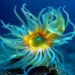 Nature子刊丨西班牙馬德里營養(yǎng)高級研究所發(fā)布新型“衰老毒素”，專殺腫瘤中的衰老細(xì)胞